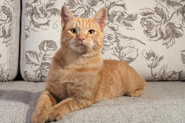 躺在沙发上的<strong>姜黄色</strong>斑纹小猫
