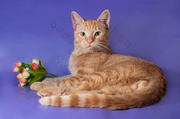 <strong>姜黄色</strong>的小猫躺在丁香花旁