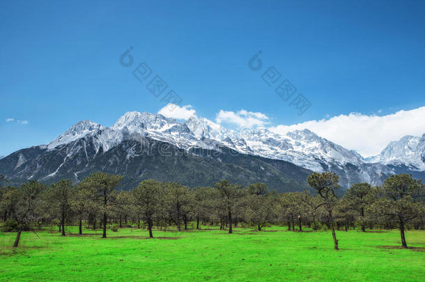 云南丽江松林玉龙<strong>雪</strong>山