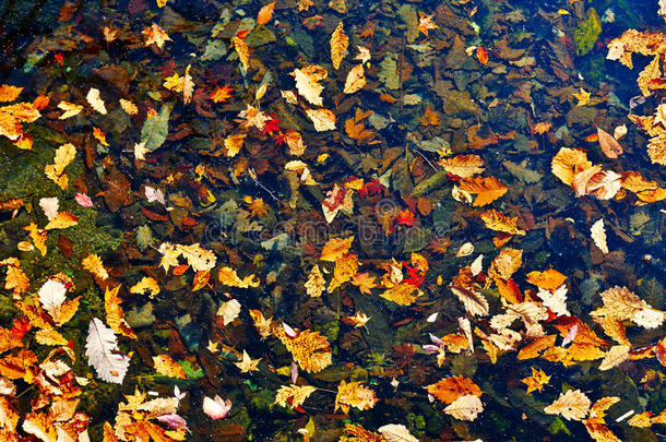 水面上的落叶