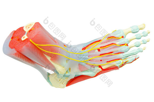 人体足部肌肉解剖模型。
