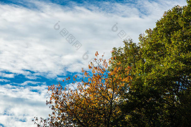 晴朗的天空，<strong>云彩</strong>和<strong>金色</strong>的秋树