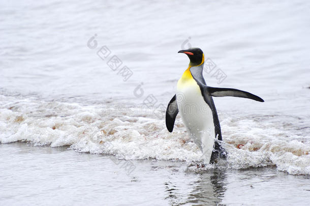 企鹅王（aptenodytes patagonics）从<strong>水里出来</strong>