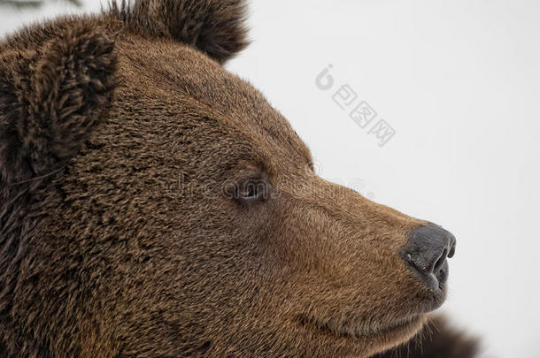 雪地里的棕熊灰熊肖像