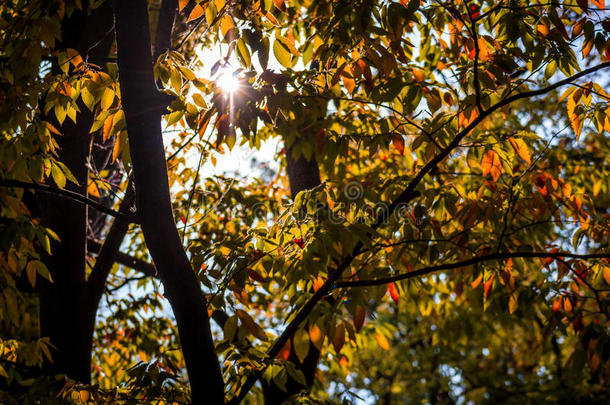 阳光透过秋叶