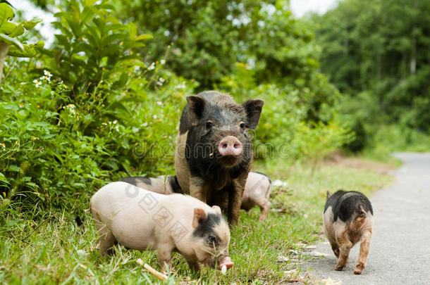 乡间小路上可爱的小猪和小猪