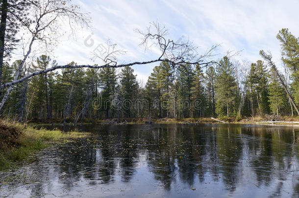 俄罗斯北部河流和树木的秋季景观