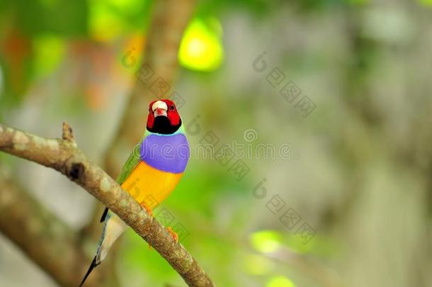 佛罗里达州，栖息在树枝上的彩虹雀鸟