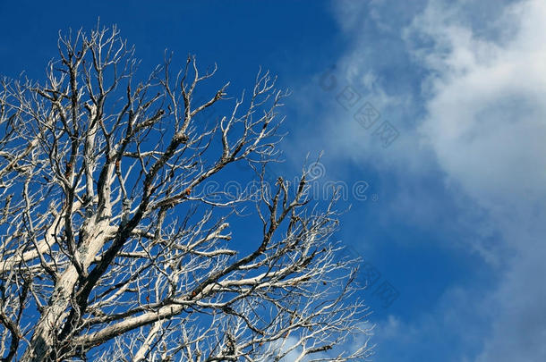 蓝天背景上的枯枝