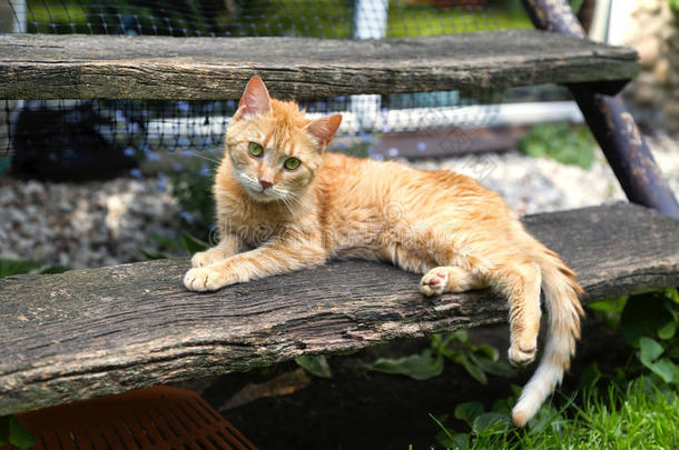 可爱极了动物后面猫迷人的