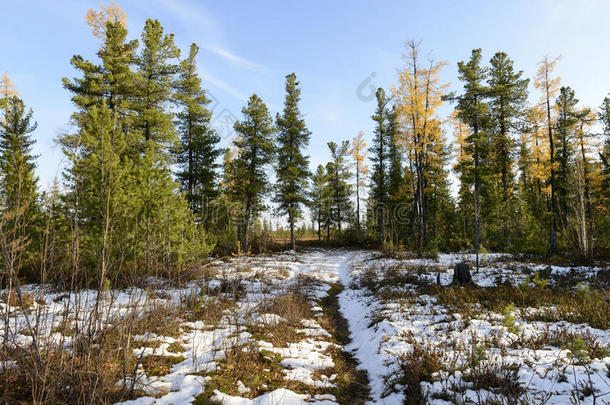 俄罗斯泰加半岛秋季森林景观