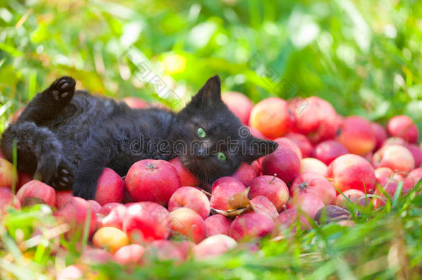 小猫仰卧在红苹果上
