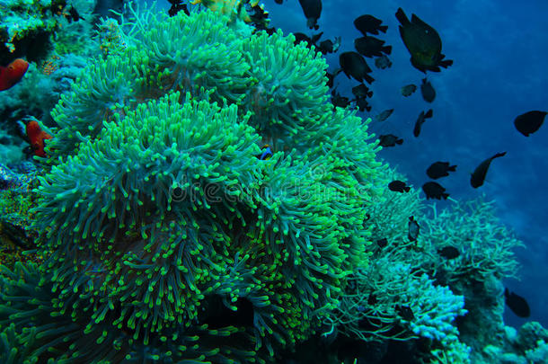 热带珊瑚礁上的小丑鱼和银莲花