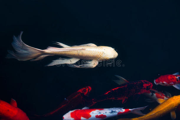 锦鲤鱼日本游泳（鲤鱼）美丽的颜色变化自然有机
