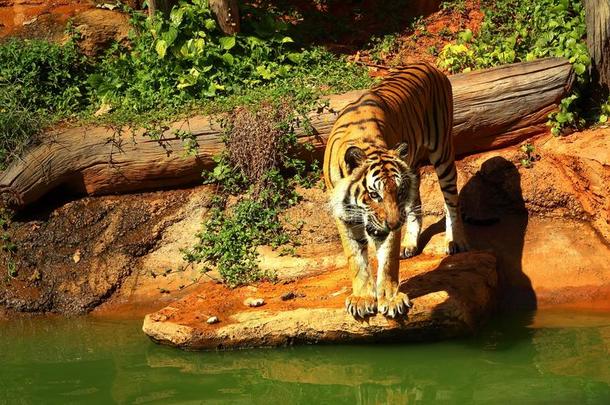 老虎在树林里的池塘边上。