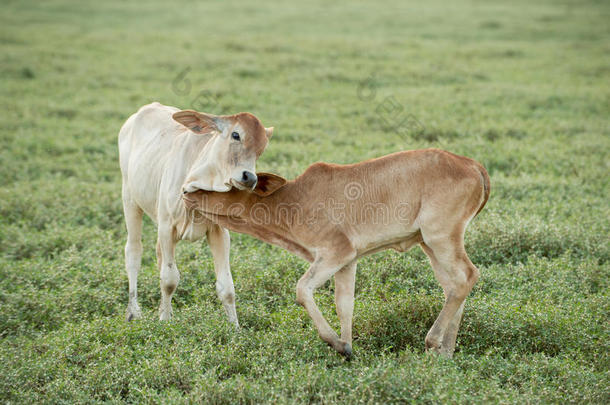 在<strong>农田</strong>里吃草的奶牛。