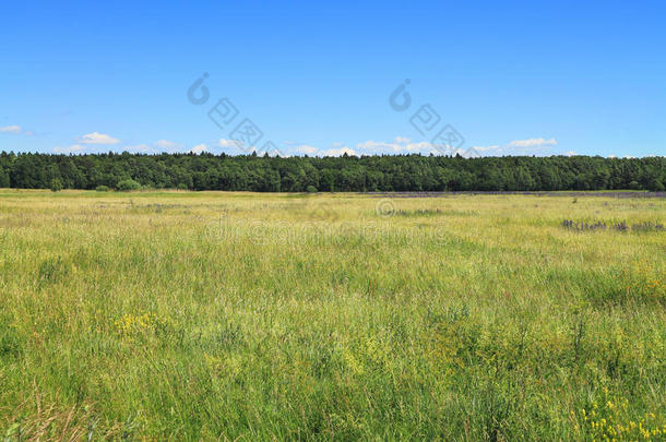 绿油油的田野，一望无际的森林，<strong>夏日</strong>的<strong>风景</strong>