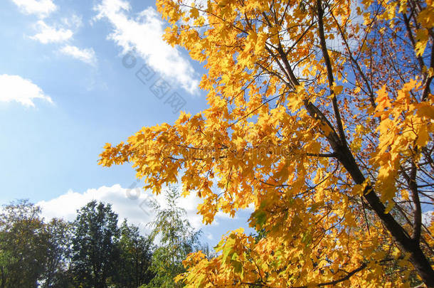 一棵又大又亮又漂亮的枫树，秋天的叶子明亮而明亮