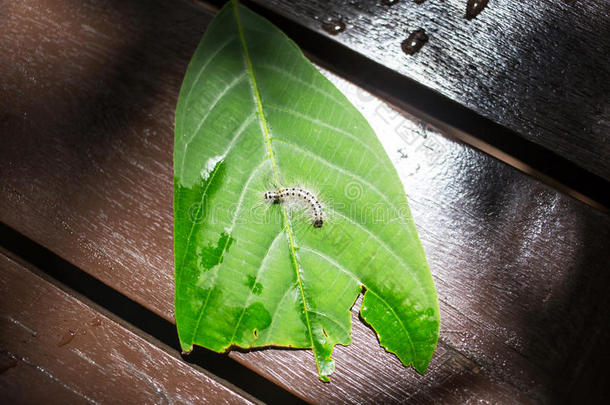 毛茸茸的毛毛虫弯在绿叶上