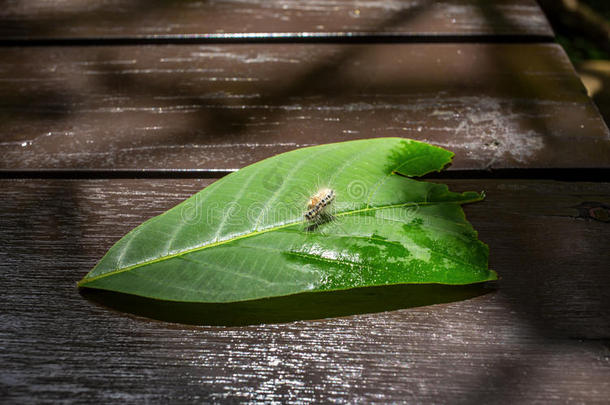 毛茸茸的毛毛虫弯在绿叶上