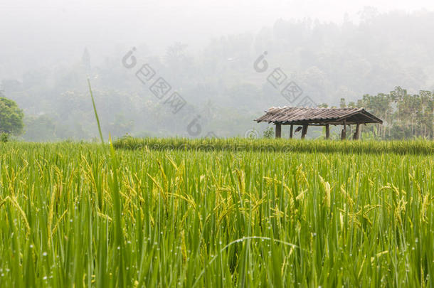 水稻成熟收获