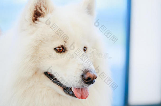 白色萨摩耶犬