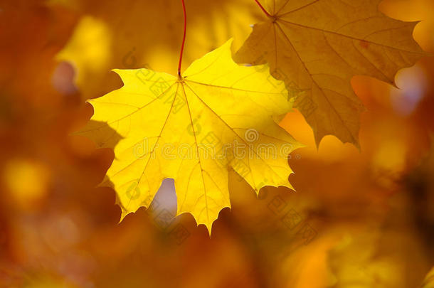 抽象的秋天背景，古老的橙色枫叶，