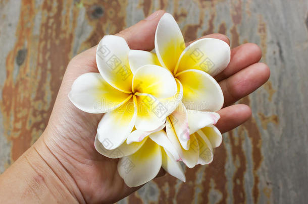 鸡蛋花或鸡蛋花在女人的手上。