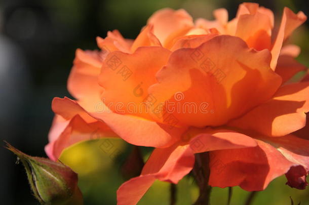 橙红色玫瑰花