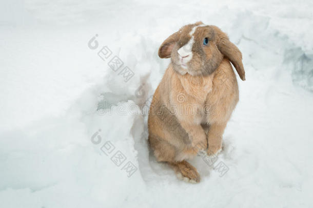 有趣的可爱兔子，蓝色的眼睛站在雪地里。