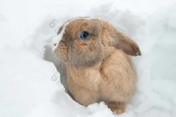 有趣的可爱<strong>兔子</strong>，蓝<strong>眼睛</strong>坐在雪地里。