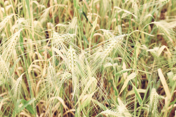 复古风Barley Corn field