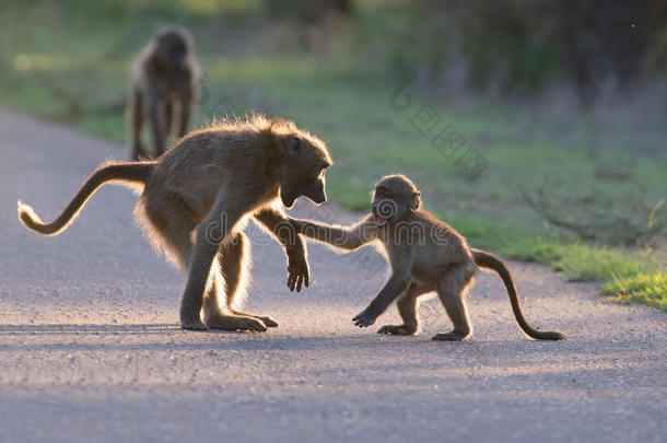 下午晚些时候回家前，小狒狒在路上玩耍