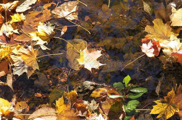 挪威枫叶漂浮在溪水里