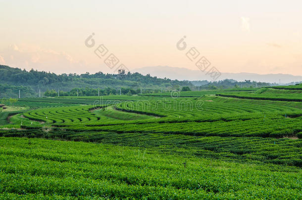 绿茶农场与天空