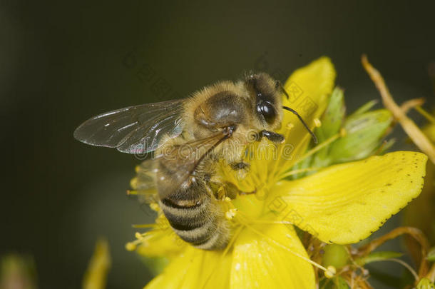 黄花上的一只蜜蜂