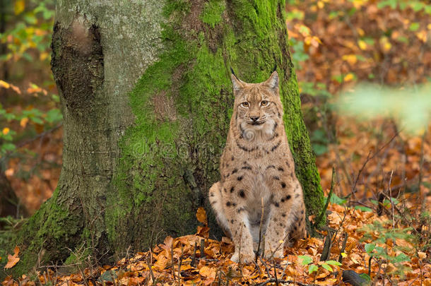 山猫（lynx lynx）秋天在巴伐利亚森林里坐在树上。