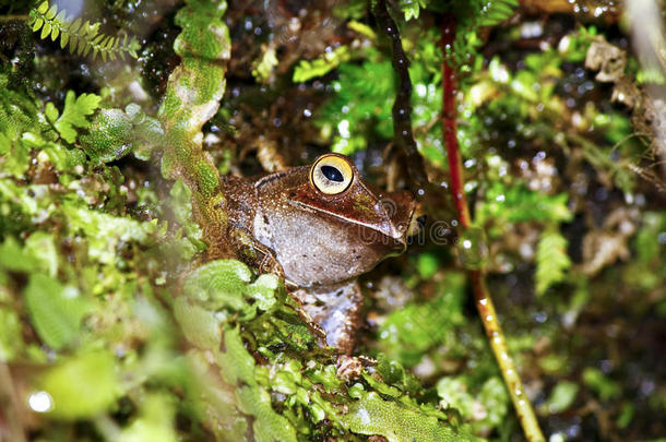 马达加斯加亮眼蛙或马达加斯加树蛙