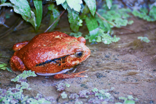 西红柿蛙，红毛魟，马达加斯加