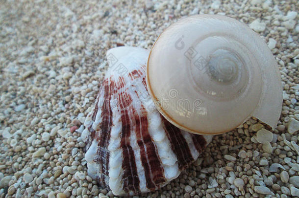 小沙滩上的贝壳