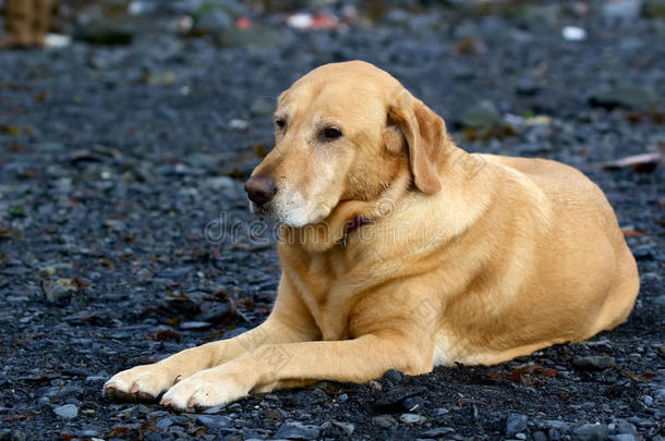 金拉布拉多猎犬躺在苏厄德的沙砾<strong>坝上</strong>