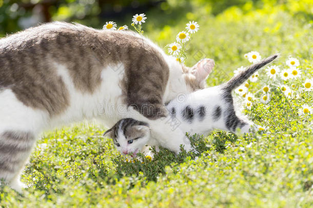 那只猫正在草地上和小猫<strong>玩</strong>耍