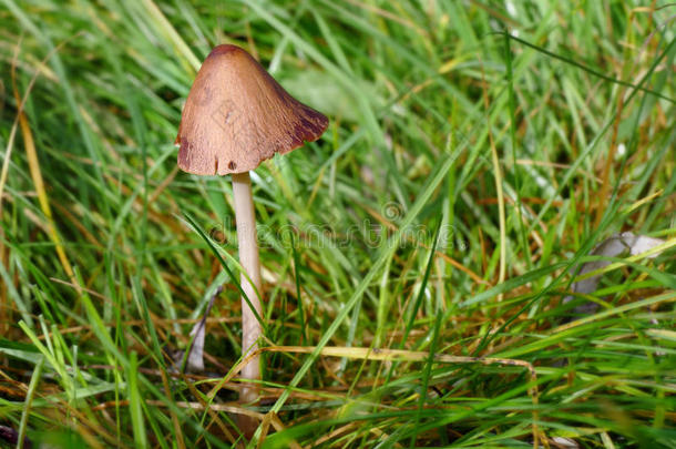 秋天的场景，草地上孤独的蘑菇