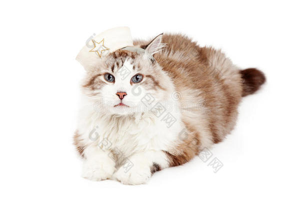 戴着水手帽的可爱的碎布娃娃猫