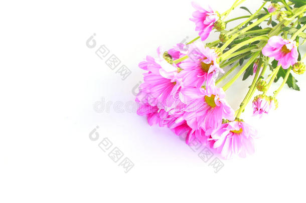 粉色菊花-库存图片