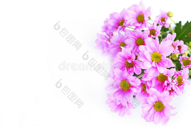 粉色菊花-库存图片