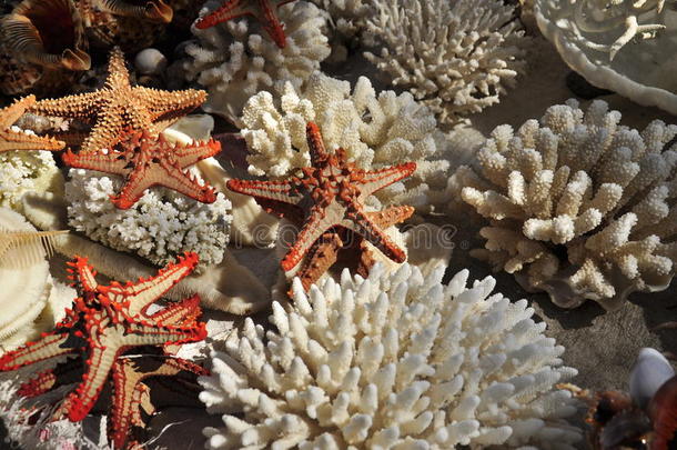 白珊瑚海星和其他海洋生物