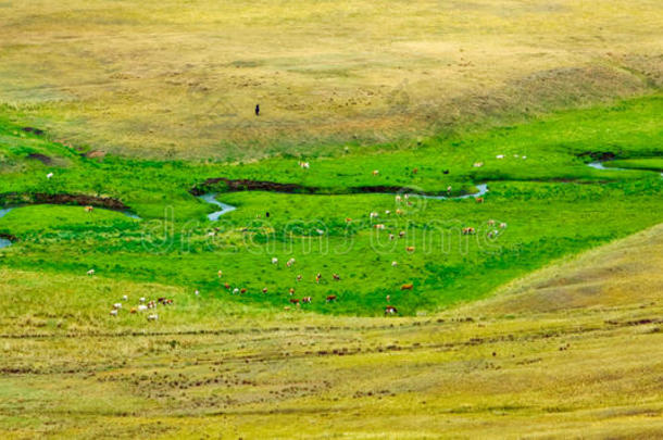 牛在河边的草坪上吃草