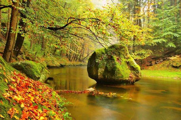 秋天山毛榉树叶覆盖的秋天山河的石岸。水面上树枝上新鲜的绿叶使它五彩缤纷