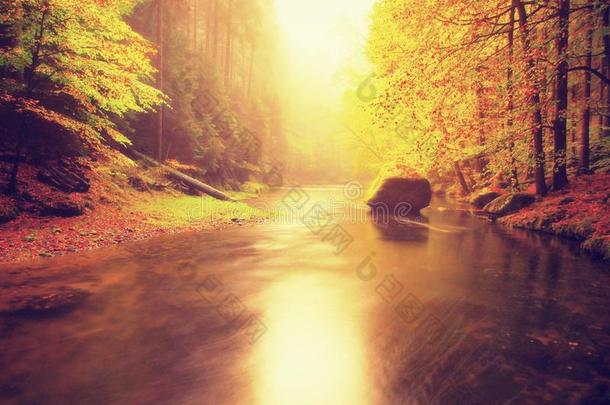 梦幻般的秋天山毛榉树叶覆盖的山涧。水面上树枝上新鲜的绿叶使色彩鲜艳